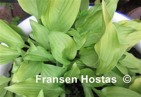 Hosta Twinkle Toes