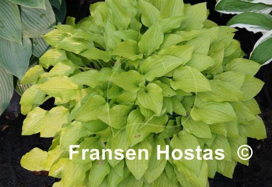 Hosta Twinkle Toes