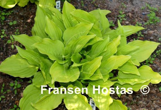 Hosta Twinkle Toes