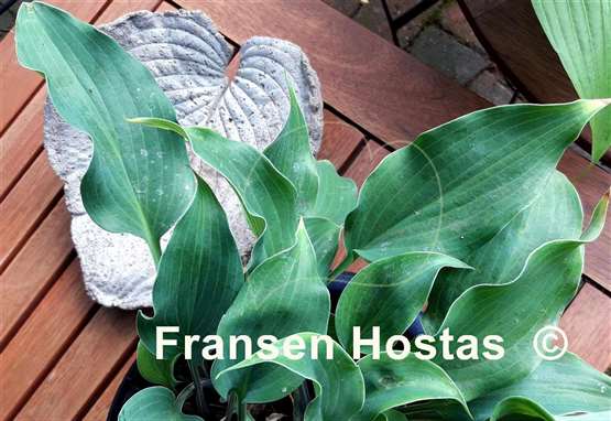 Hosta Twist Tie