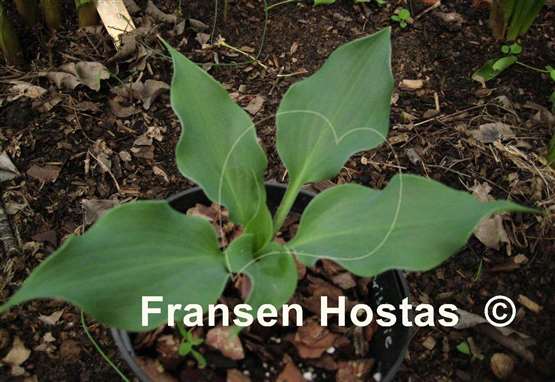 Hosta Twist Tie