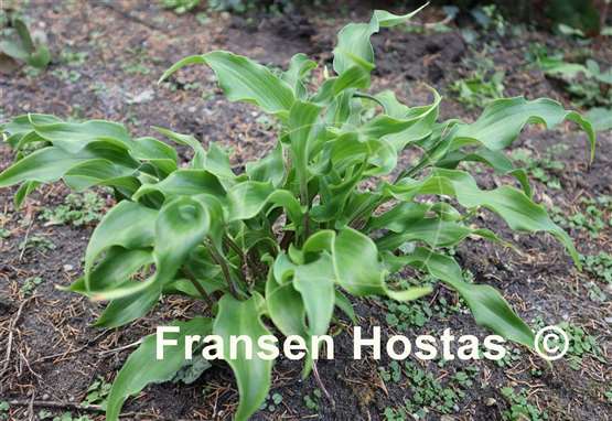 Hosta Twist and Turns