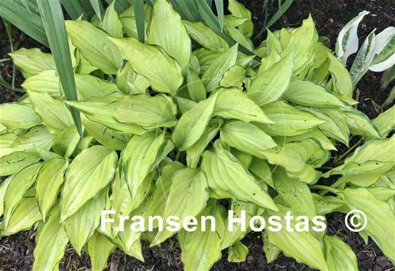 Hosta Twist of Lime