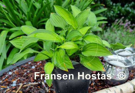 Hosta Twist of Lime