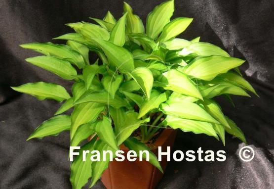 Hosta Twist of Lime