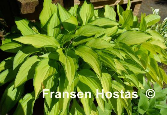Hosta Twist of Lime