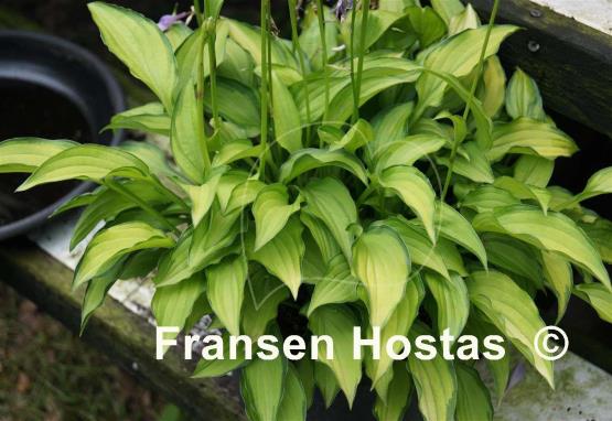 Hosta Twist of Lime