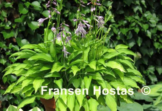 Hosta Twist of Lime