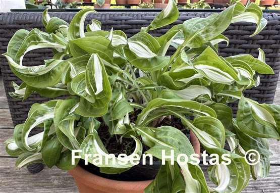 Hosta Twisted Spearmint