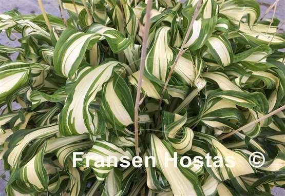 Hosta Twisted Spearmint