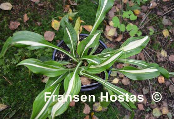 Hosta Twisted Spearmint