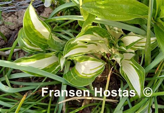 Hosta Twisted Spearmint