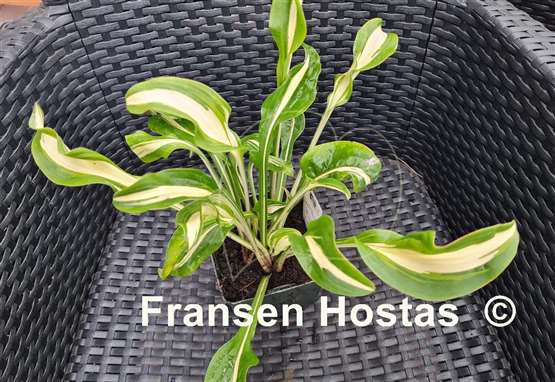 Hosta Twisted Spearmint