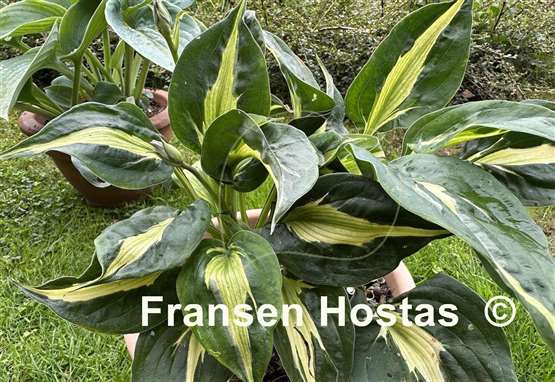 Hosta Twister