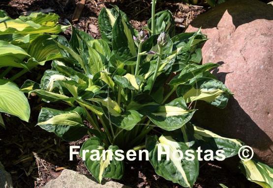 Hosta Twister