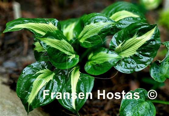 Hosta Twister