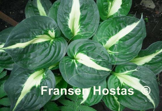 Hosta Twister