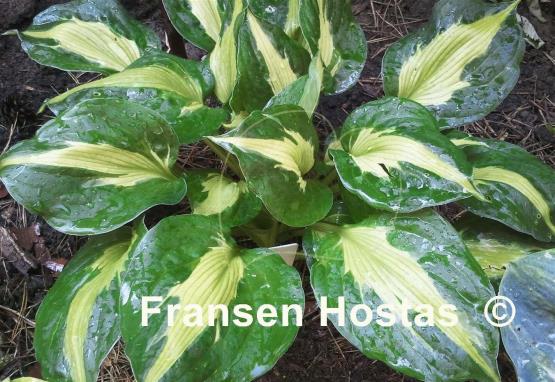 Hosta Twister