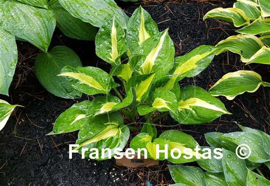 Hosta Twister