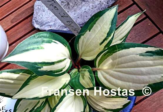 Hosta Two If by Sea