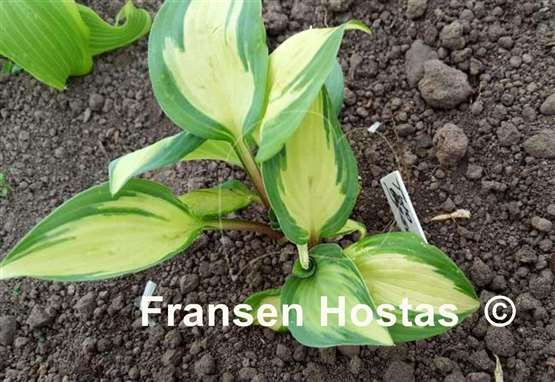 Hosta Two If by Sea