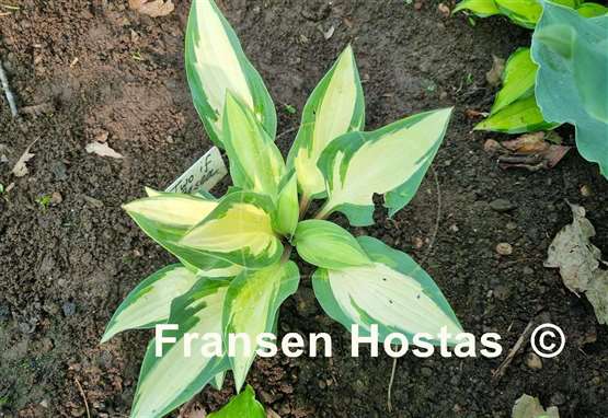 Hosta Two If by Sea