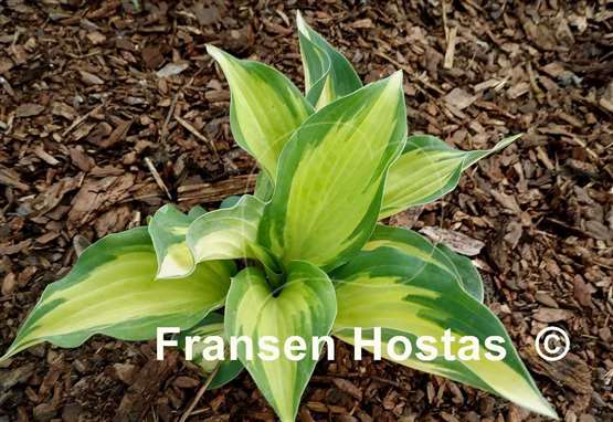 Hosta Two If by Sea
