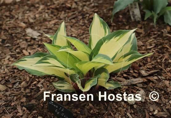Hosta Two If by Sea