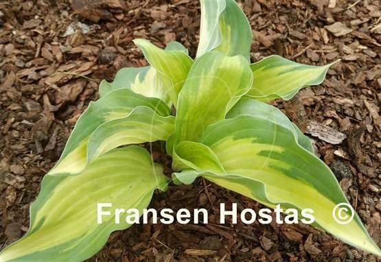 Hosta Two If by Sea