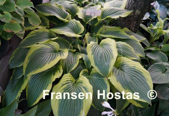 Hosta Tyler's Treasure