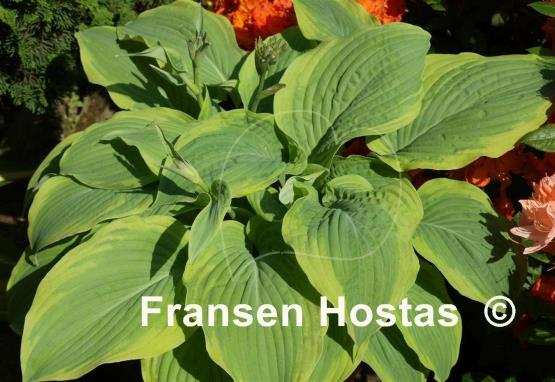 Hosta Tyler's Treasure