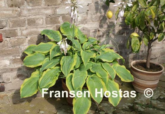 Hosta Tyler's Treasure