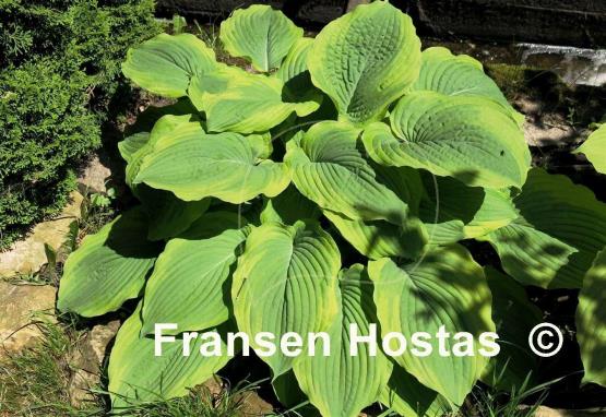 Hosta Tyler's Treasure