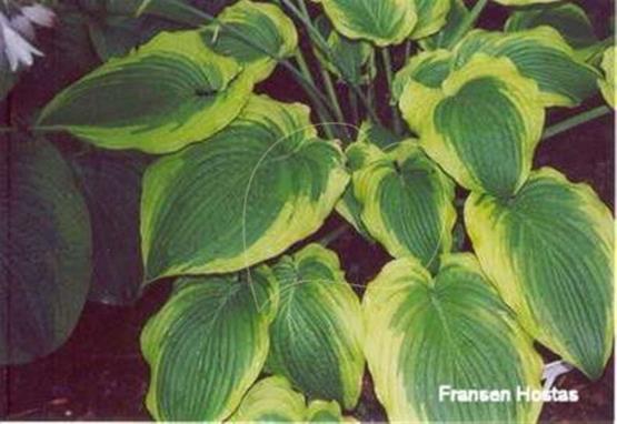 Hosta Tyler's Treasure