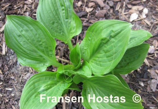 Hosta takahashii 'Gosan'