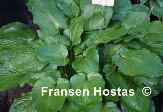 Hosta takahashii 'Gosan'