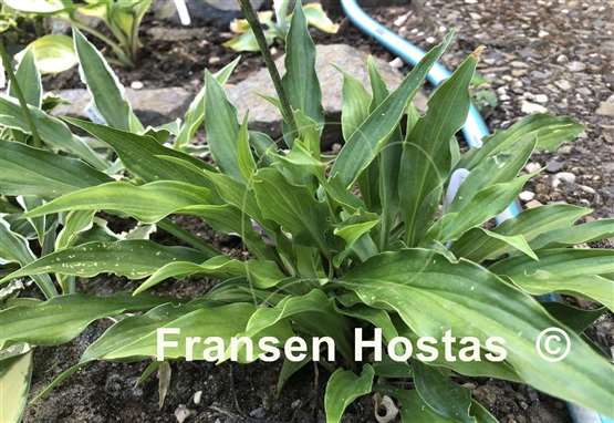 Hosta tardiva 'Gosan'