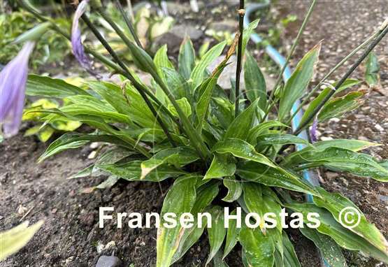 Hosta tardiva 'Gosan'