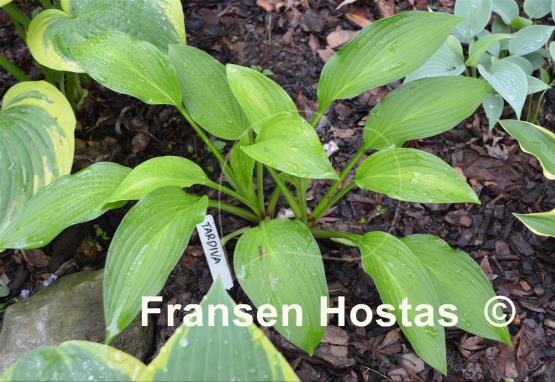 Hosta tardiva