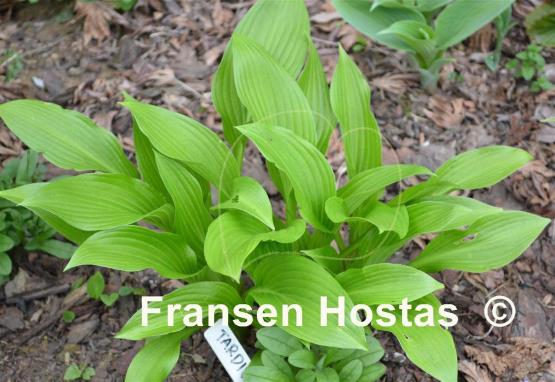 Hosta tardiva