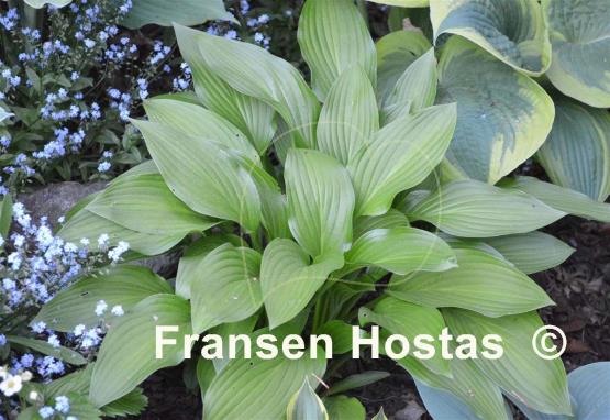 Hosta tardiva