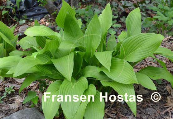Hosta tardiva