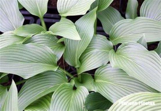 Hosta Tall Boy