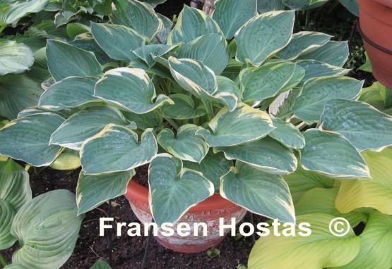 Hosta Tambourine