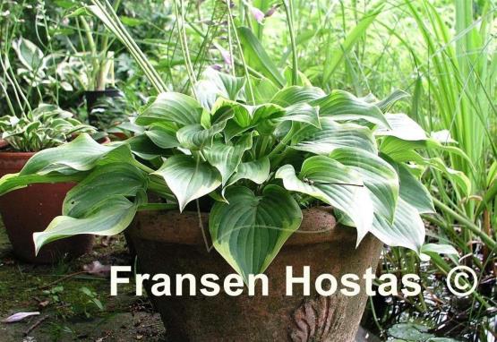 Hosta Tango