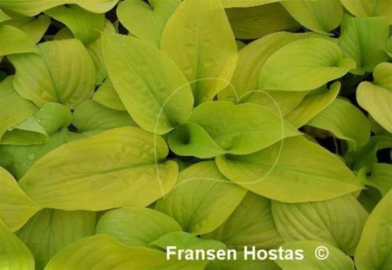 Hosta The Shining
