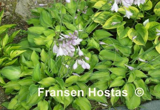 Hosta Tick Tock