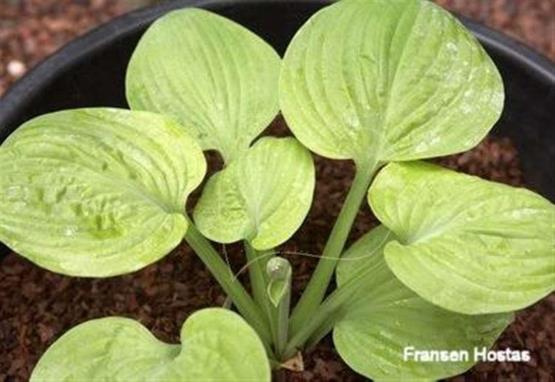 Hosta Tijuana Brass