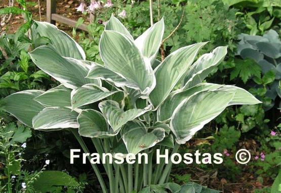 Hosta Tom Schmid