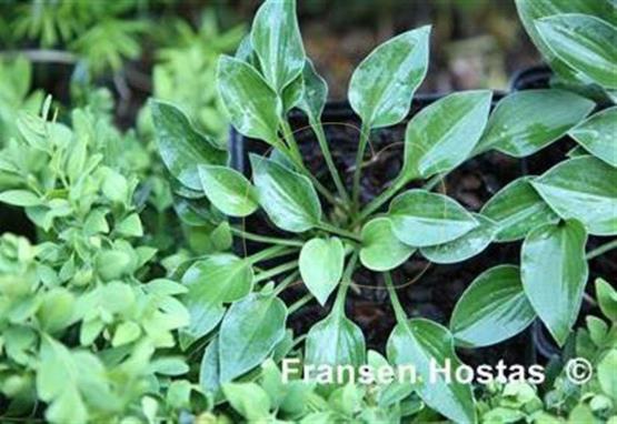 Hosta Tot Tot
